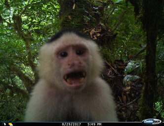 Panamanian white-faced capuchin monkey (Cebus imitator) in Santa Fé National Park, captured on motion-sensor canopy camera traps.